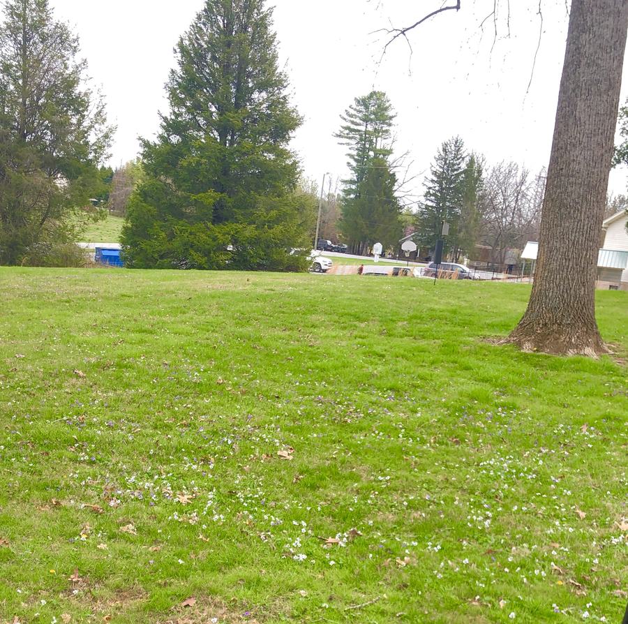 Violets in lawn