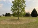 Take notice that the grass was greening near the tree but then there was a ring of grass, in a circular pattern, that is not. This is from direct competition for resources between the tree and the centipedegrass. Photo By: Stephanie Williams