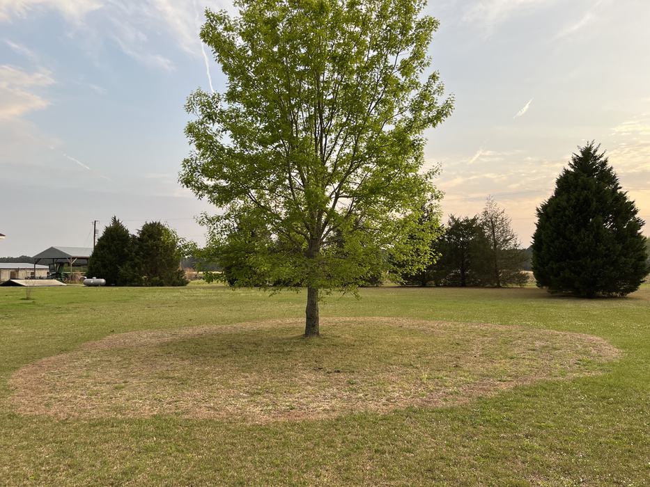 Take notice that the grass was greening near the tree but then there was a ring of grass, in a circular pattern, that is not. This is from direct competition for resources between the tree and the centipedegrass. Photo By: Stephanie Williams