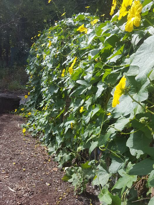Loofah vine growing on a fence