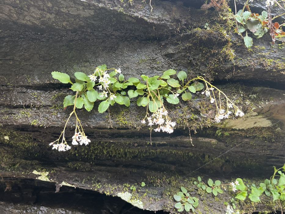 White flowers grow off of a damp rock wall. 
