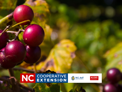 Muscadine Production and Care