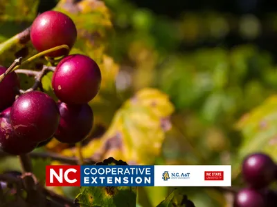 Muscadine Production and Care