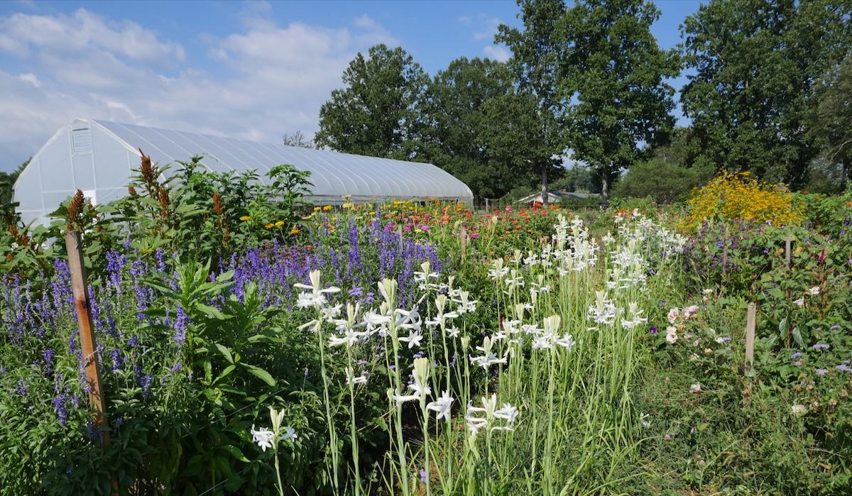 View of a flower farm with a high tunnel 