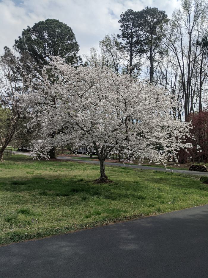 Flowering cherry tree in bloom on a grassy lawn by a paved driveway