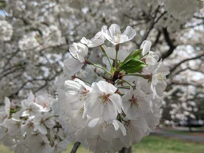 White cherry blossom cluster on branch with green leaves, blurred flowering tree background