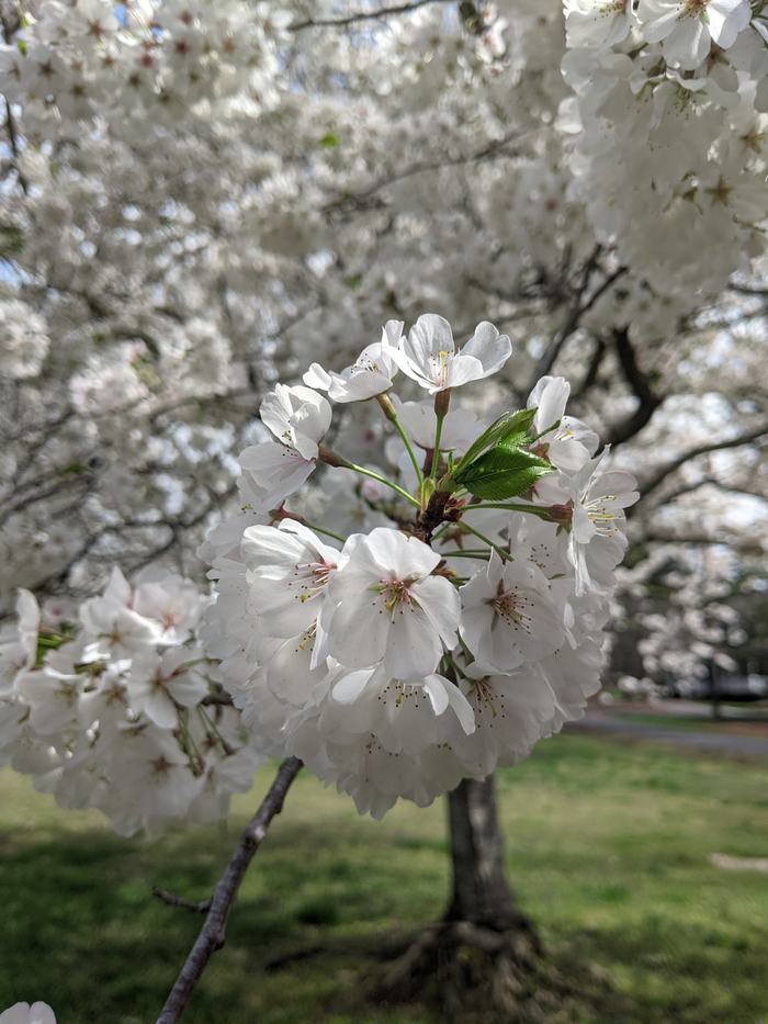White cherry blossom cluster on branch with green leaves, blurred flowering tree background