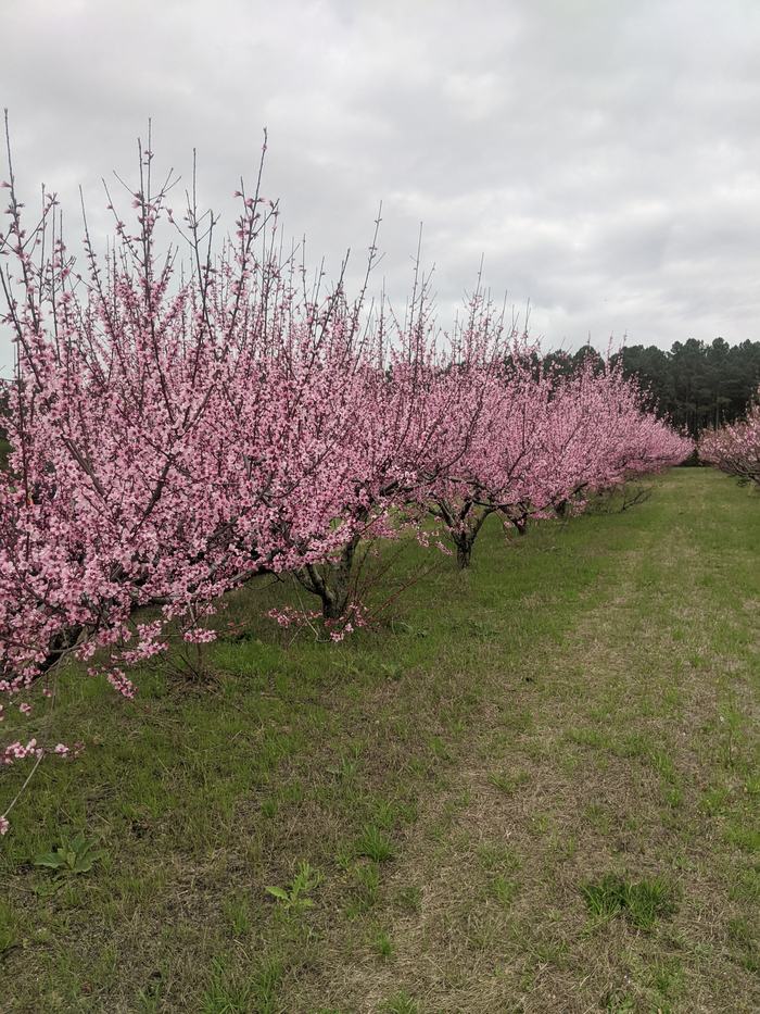 Row of pink-blossomed trees in a grassy orchard under a cloudy sky
