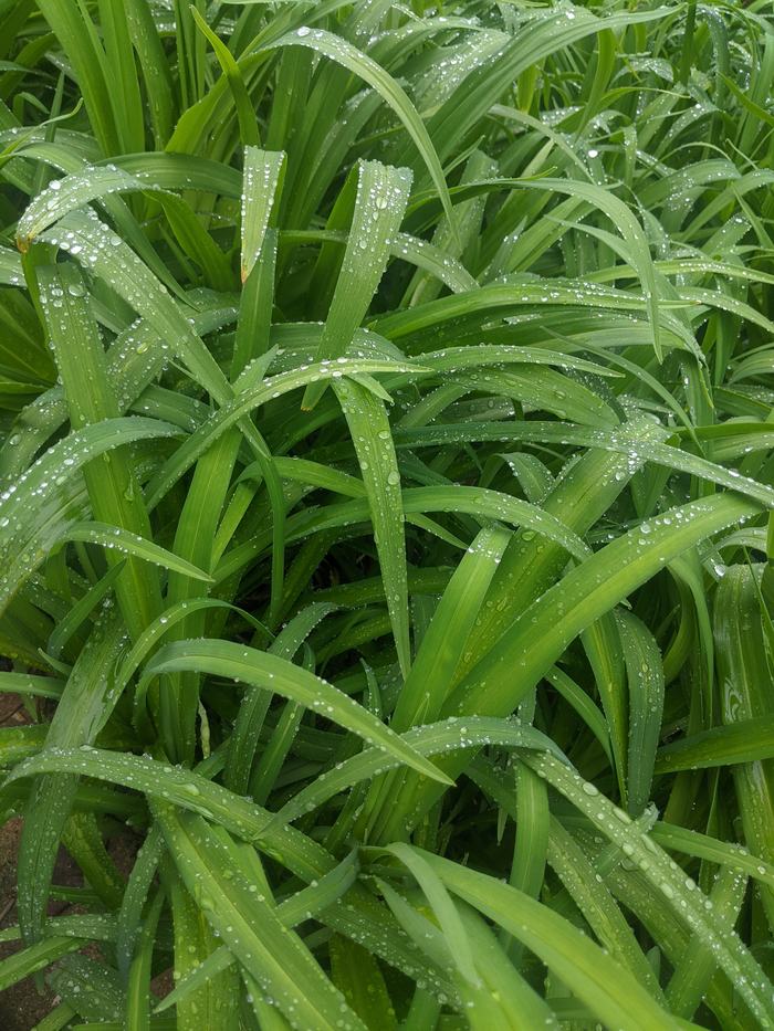 Long green grass blades and leaves covered in water droplets