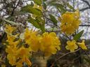 Cluster of yellow flowers with raindrops on branches against bare winter trees