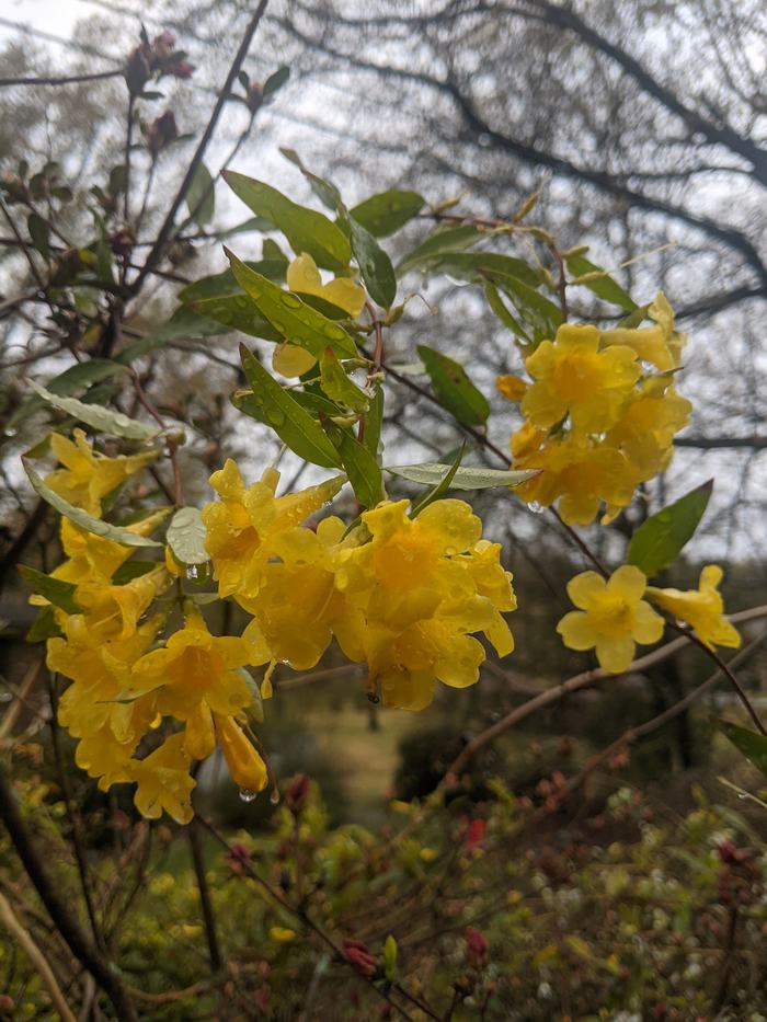 Cluster of yellow flowers with raindrops on branches against bare winter trees