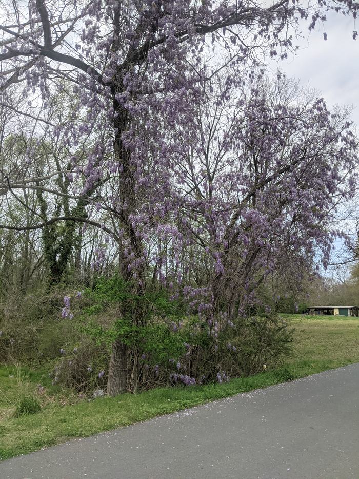 Trees and vine covered in hanging purple wisteria blooms beside a paved path
