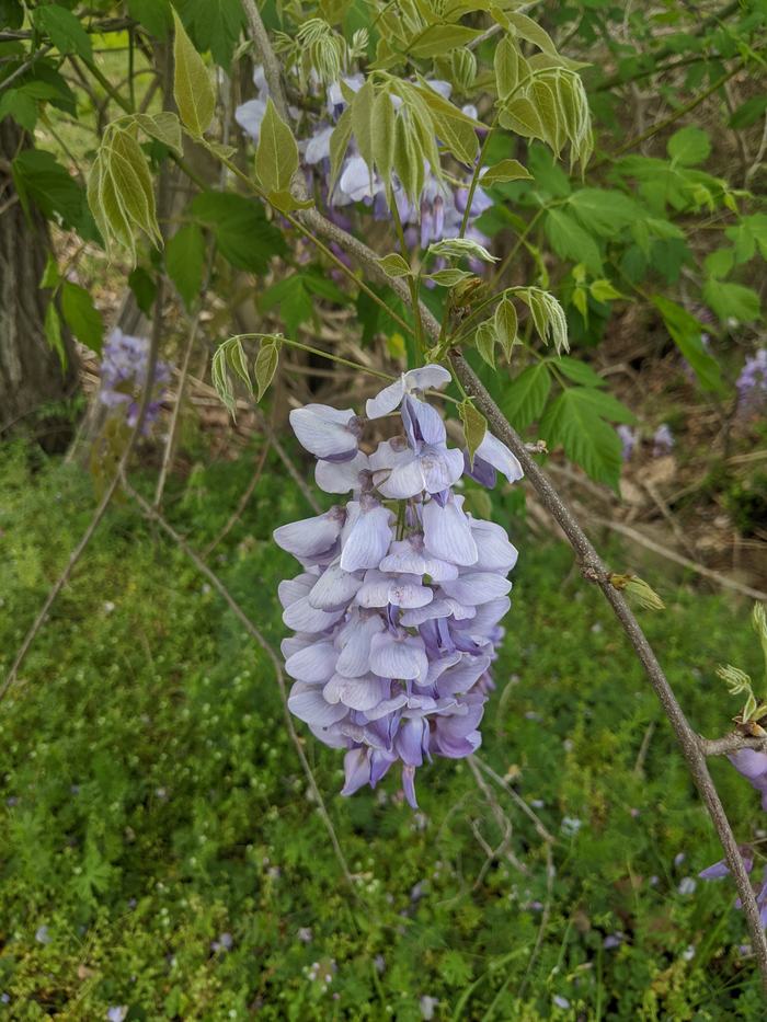 Light purple wisteria flower cluster hanging from a thin branch