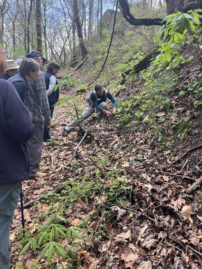 A woman shows a group of hikers ginger plants growing alongside a trail.