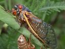 Cicada clinging to a green stem beside its empty brown exuvia