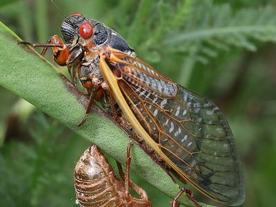 Cicada clinging to a green stem beside its empty brown exuvia