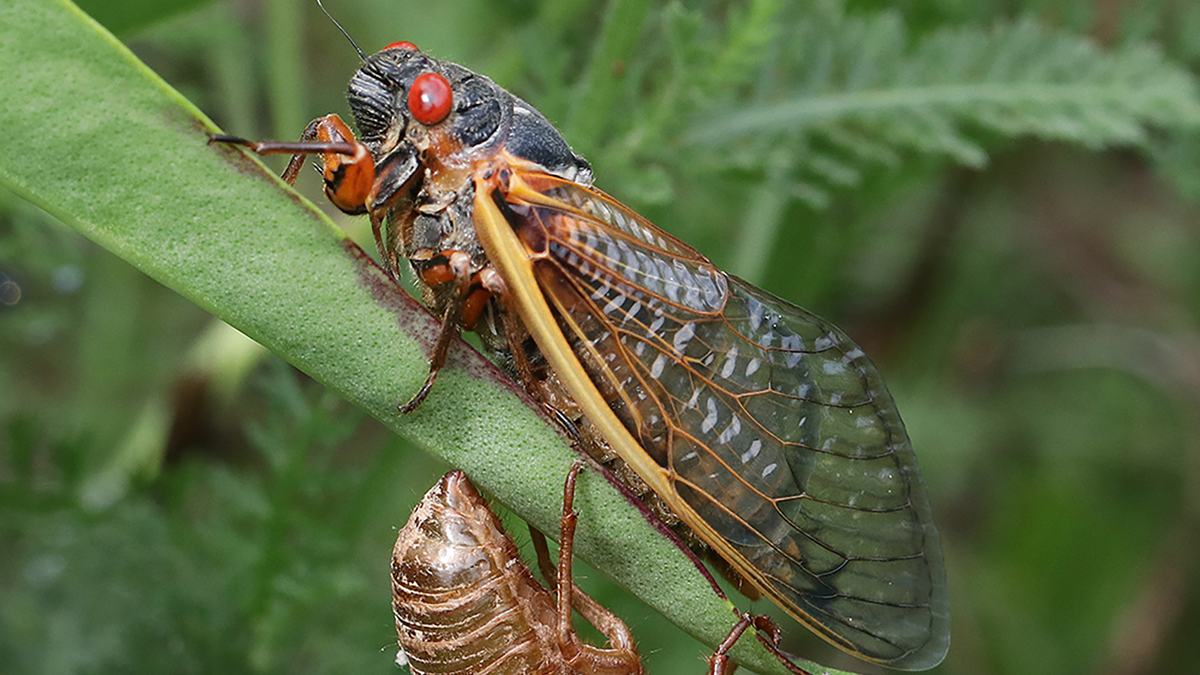Cicada clinging to a green stem beside its empty brown exuvia