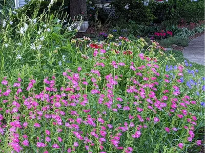 Dense bed of pink, white, and purple garden flowers near a tree and paved walkway