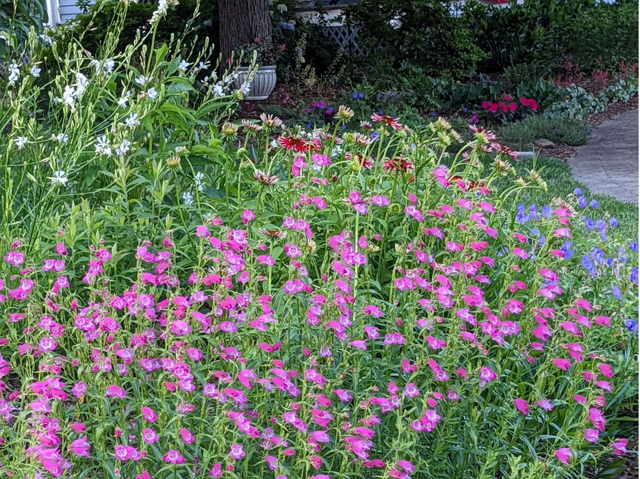 Wildflowers along the side of a path.