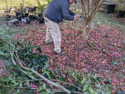 Pruning Camellias - Photo by Amanda Wilkins
