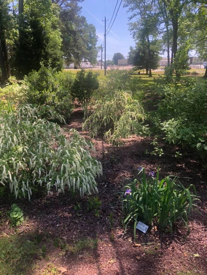 NCA Rain Garden