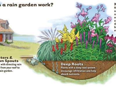Diagram showing gutters directing roof runoff into rain garden with native plants and berm