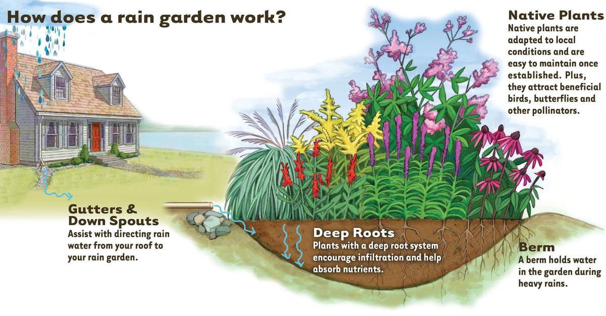 Rain garden diagram