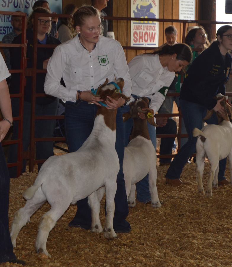 Girl showing goat