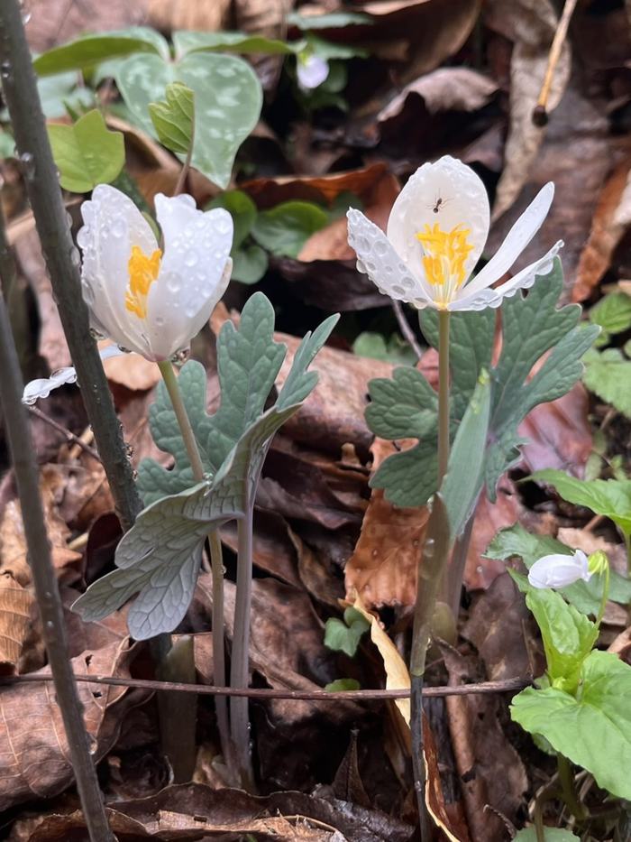 White flowers grow up from a leafy forest floor.