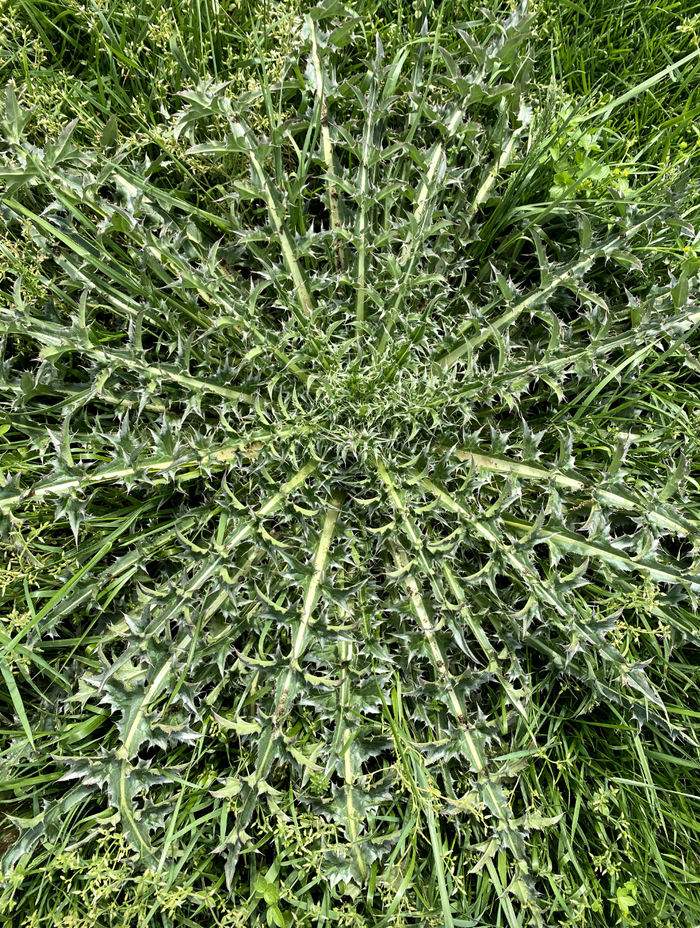 Circular rosette of spiny thistle leaves in green grass