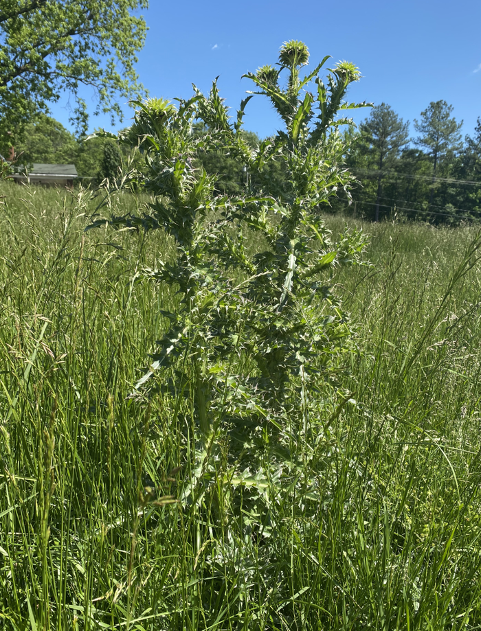 Tall spiky thistle with unopened flower buds in a grassy field under blue sky