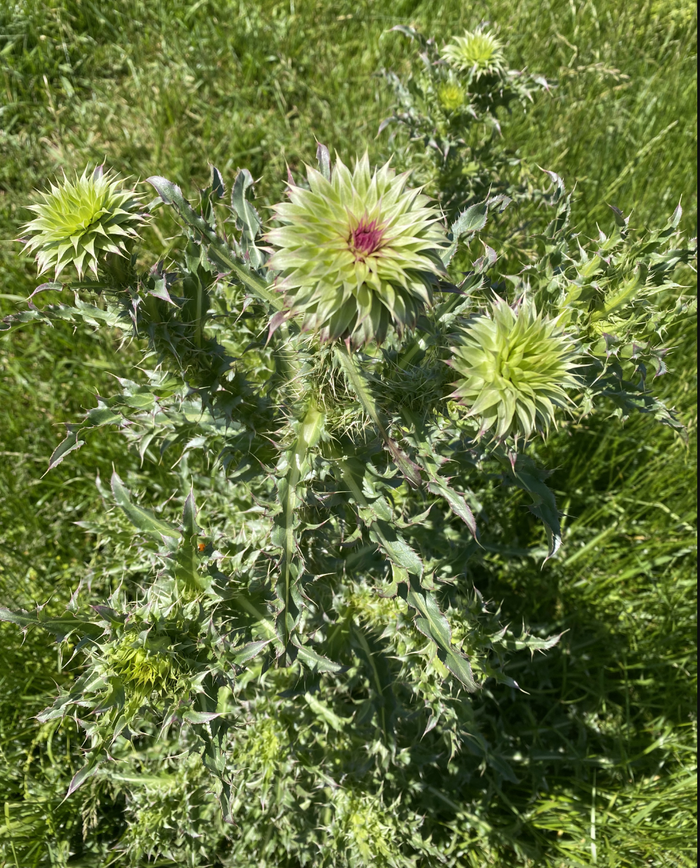 Spiky green thistle plant with multiple budded flowerheads, one showing a pink center