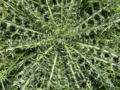 Circular rosette of spiny thistle leaves in green grass