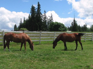 Two brown horses grazing in a fenced grassy field with trees and a cloudy sky