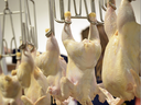 Raw plucked chickens hanging by metal hooks on a processing rail