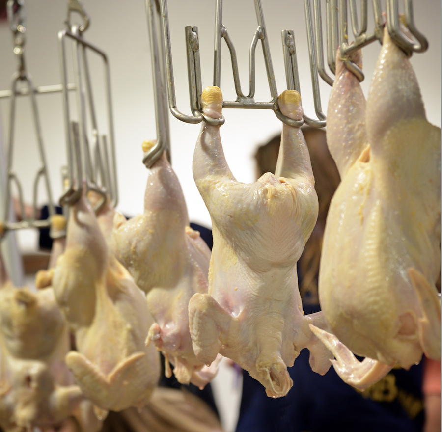 Raw chicken hanging from hooks.