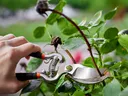 Pruning roses