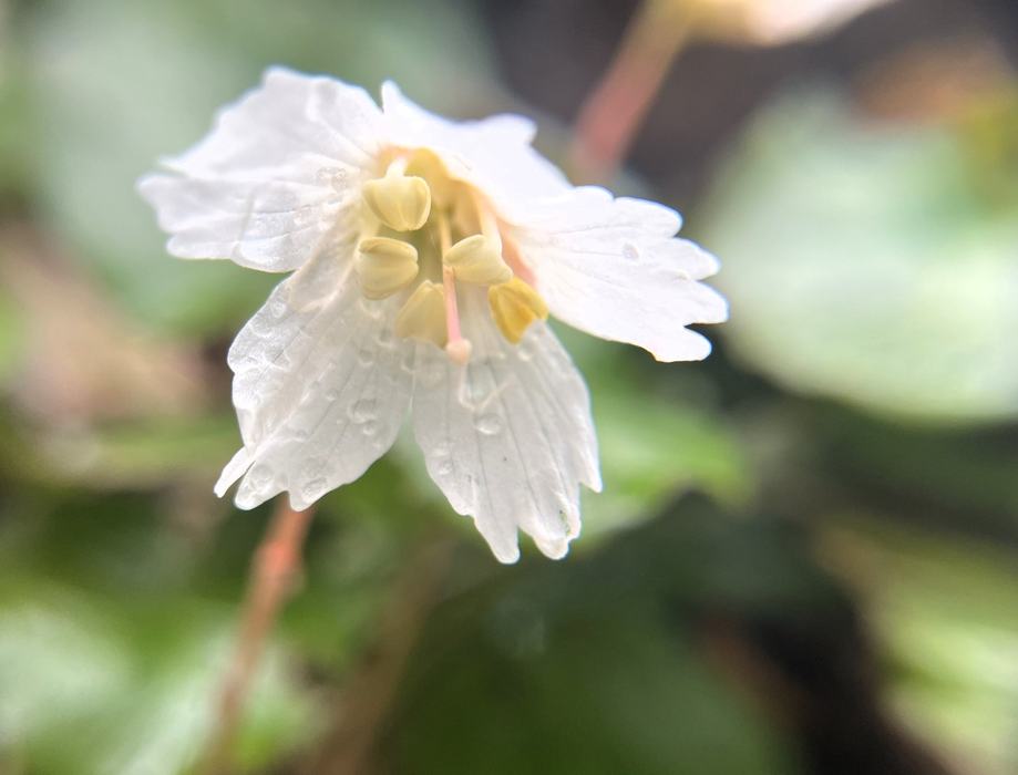 A closeup of a white flower.