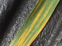 Narrow green leaf with longitudinal orange lesions on a dark textured surface