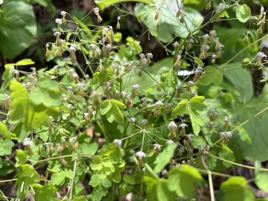 Small flowers grow on thin stems.