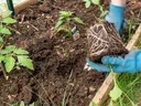 Planting Tomato Seedlings