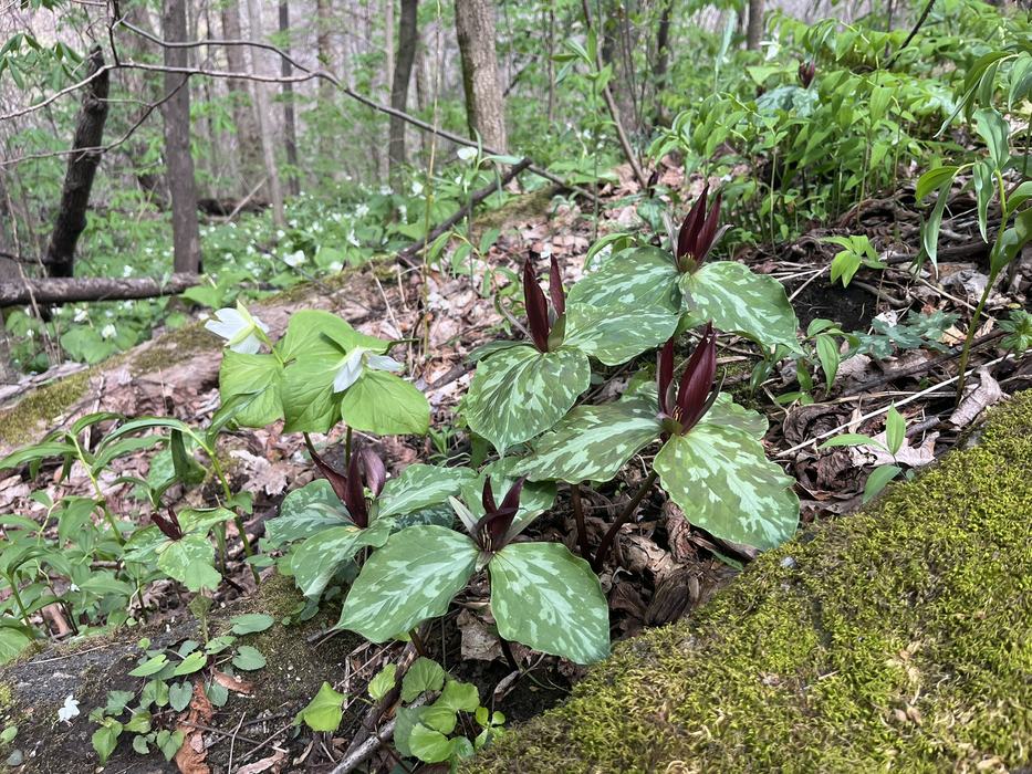 Broad leaves of Trilliums line the forest floor.