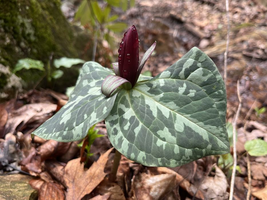 Broad green leaves surround a brilliant burgundy flower.