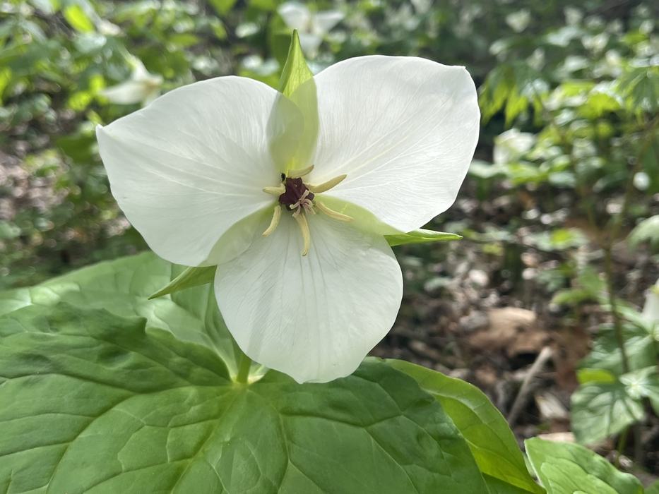 A white flower with three large petals. 