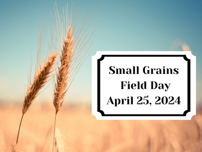 Blue sky faded field two stalks of wheat in focus