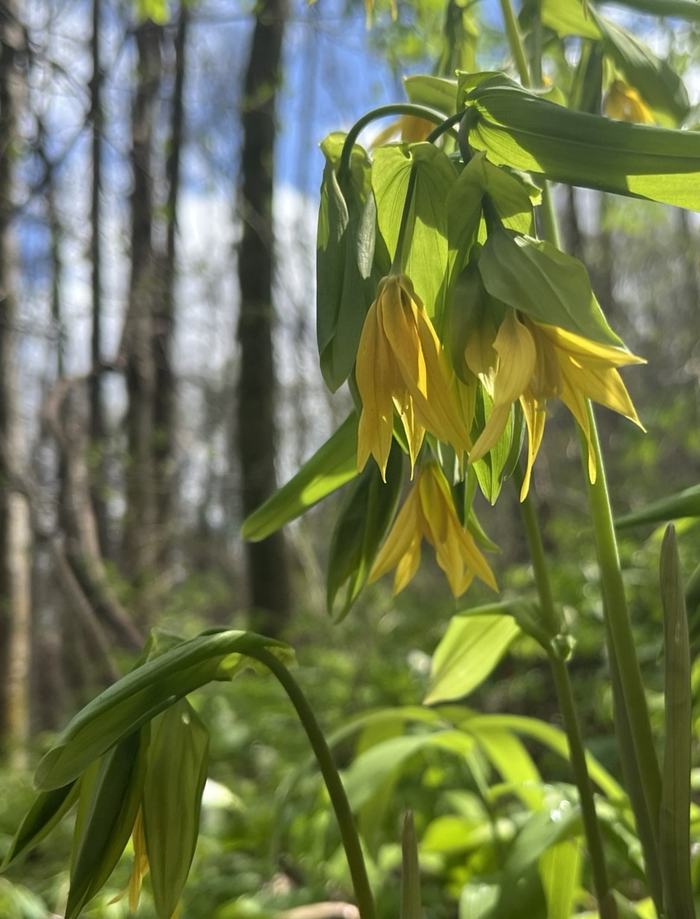 yellow flowers hang down from a green plant.