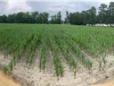 Corn
