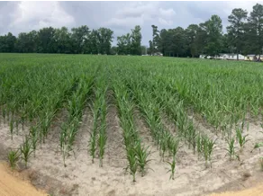 Corn