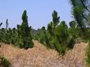 Dry grassy field with scattered evergreen trees under a clear blue sky.