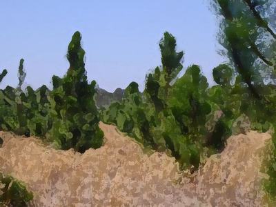 Dry grassy field with scattered evergreen trees under a clear blue sky.